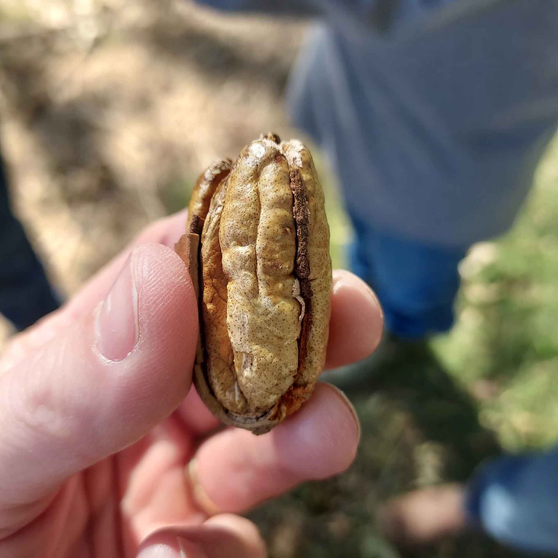 Pecan Orchard GEE FAMILY FARMS