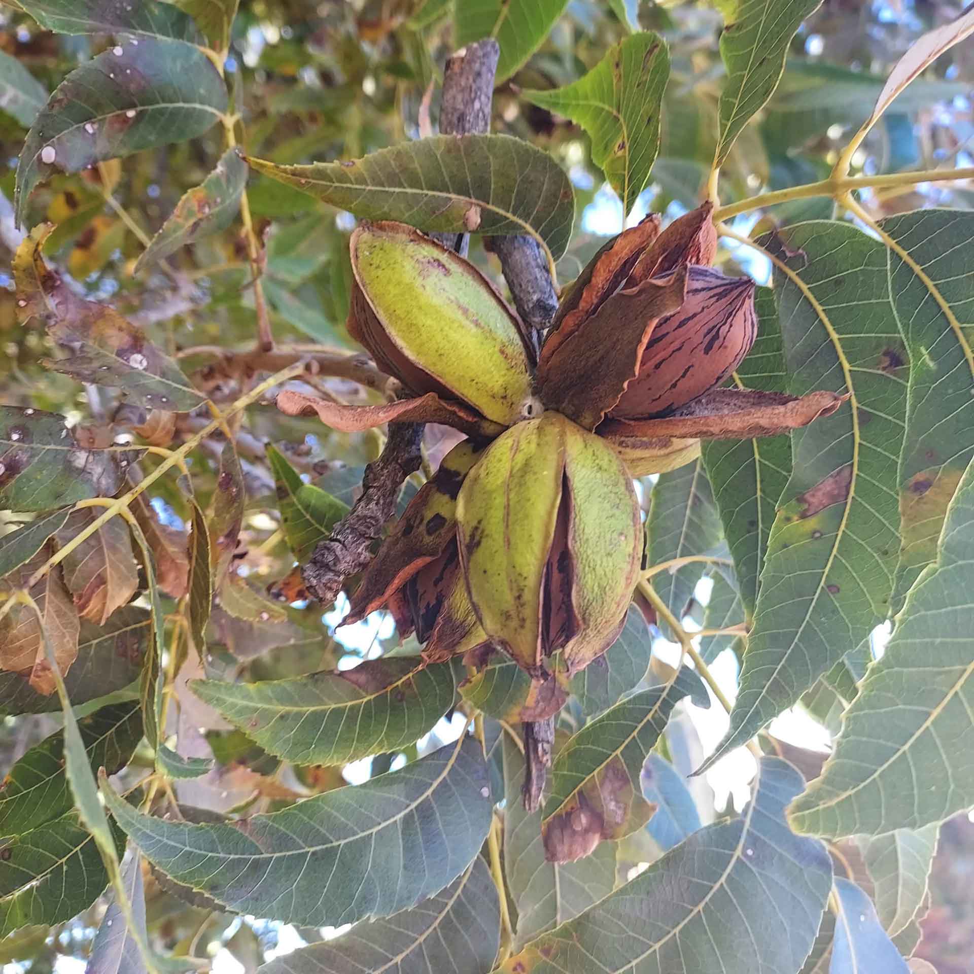 Pecan Orchard GEE FAMILY FARMS